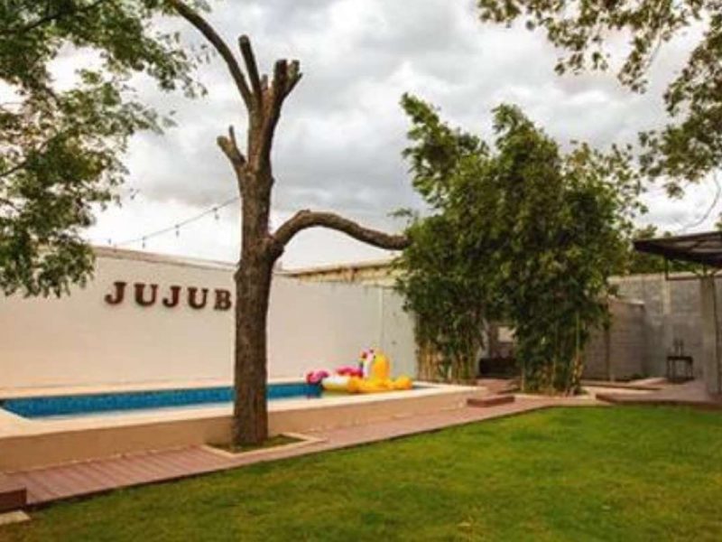 Quinta Jujube