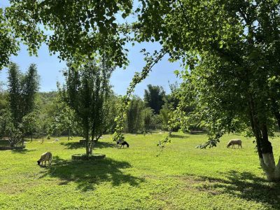 La Casa de los Girasoles