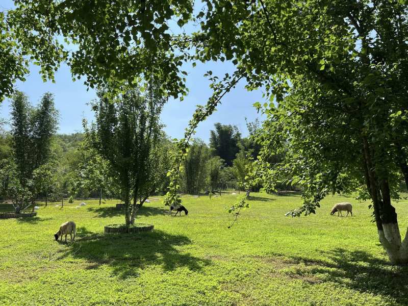 La Casa de los Girasoles
