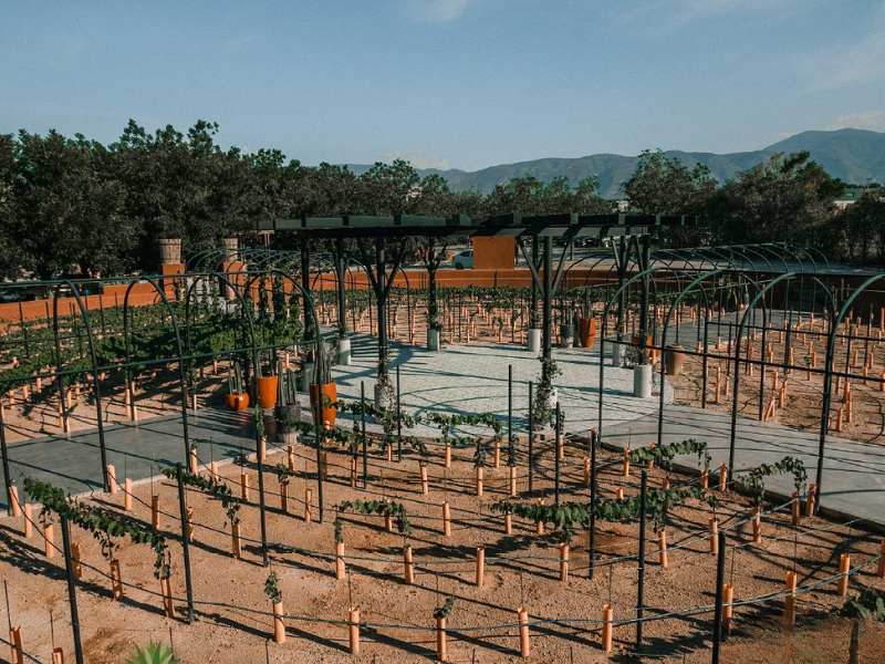 Viñedo Hacienda el Secreto